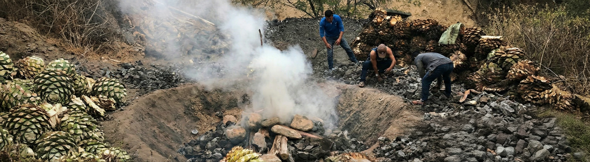 Agave piñas being roasted in a traditional underground pit in Oaxaca